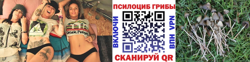 цена Лебедянь Псилоцибиновые грибы Psilocybine cubensis